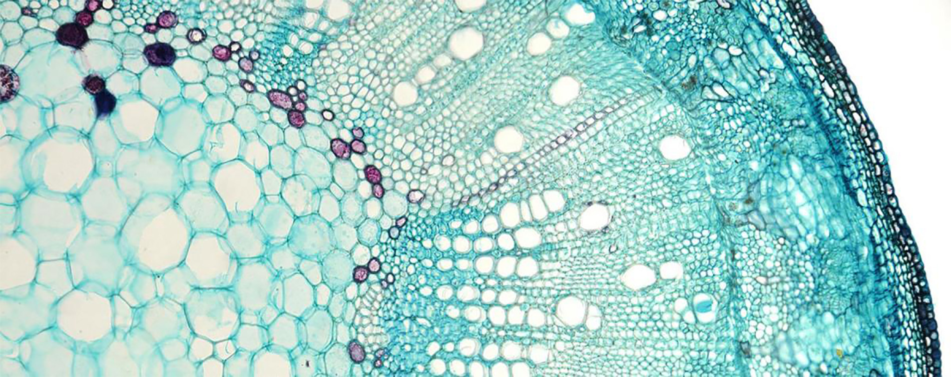 BIOLOGY BULLETIN